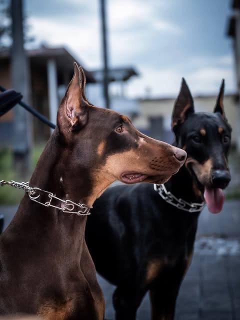 About doberman-breeder