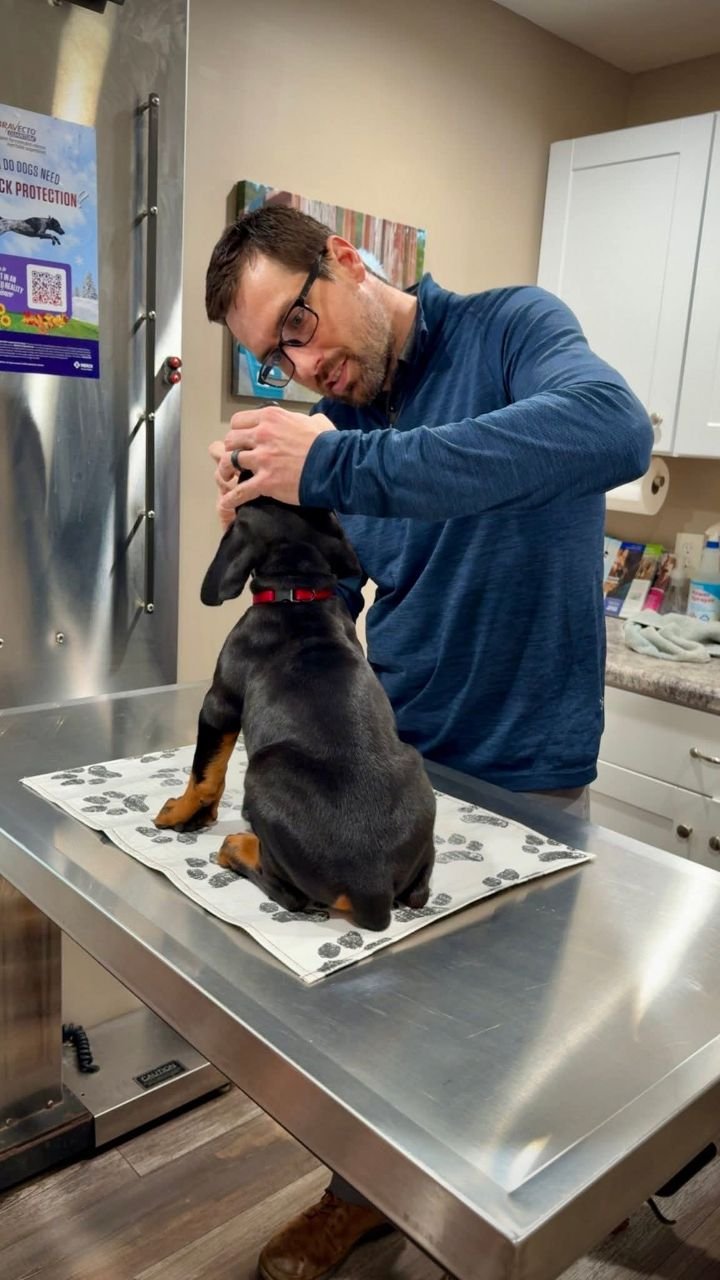 Mastering the First Impression: Your intriguing post title goes here doberman-puppy-vaccination-schedule