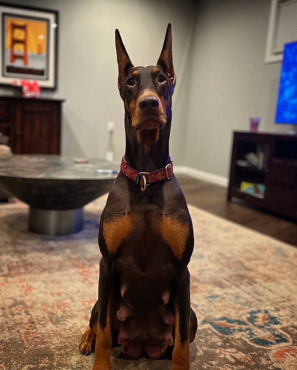 ear-cropping-and-tail-docking