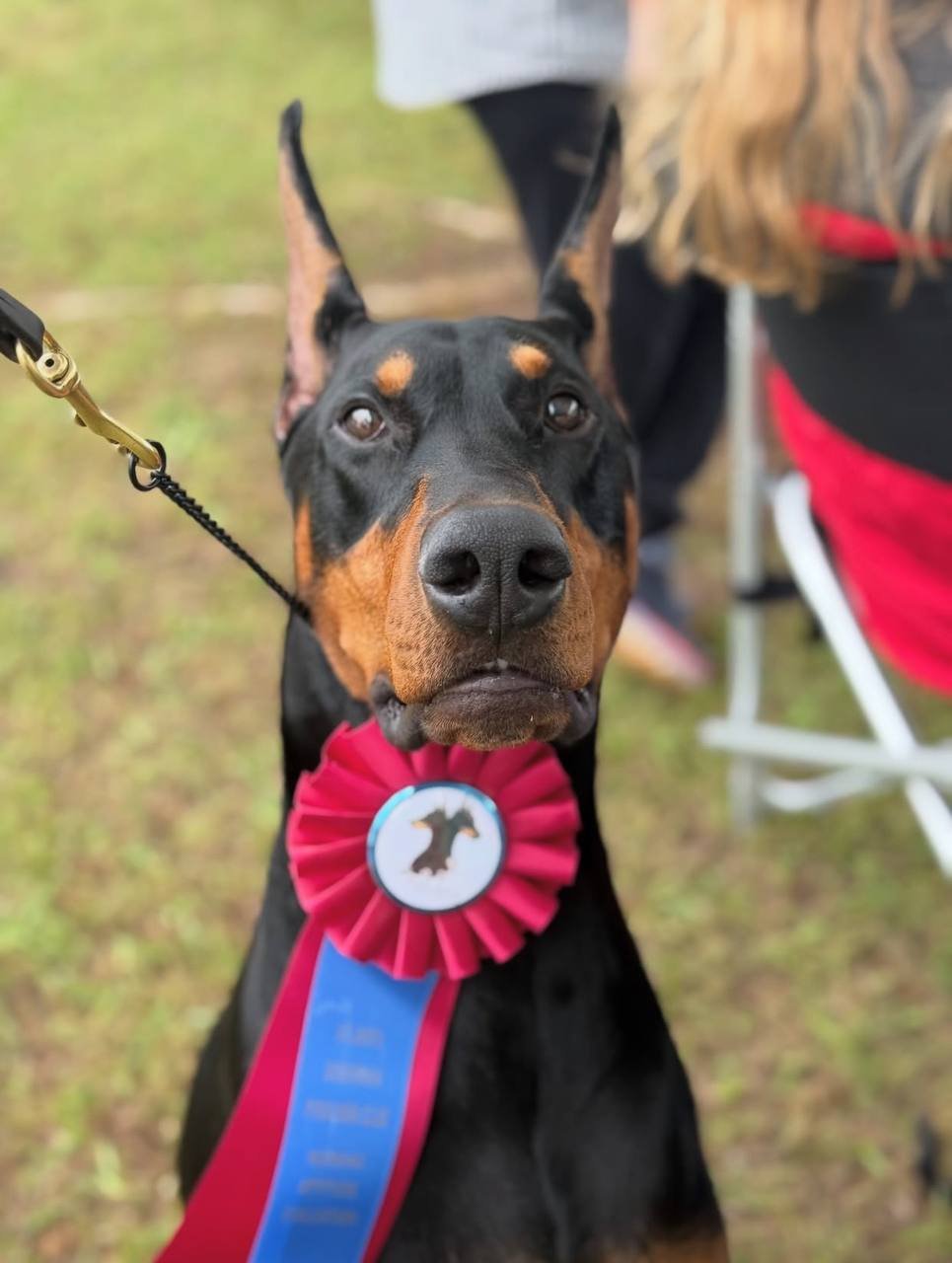 Crafting Captivating Headlines: Your awesome post title goes here european-doberman-pinschers