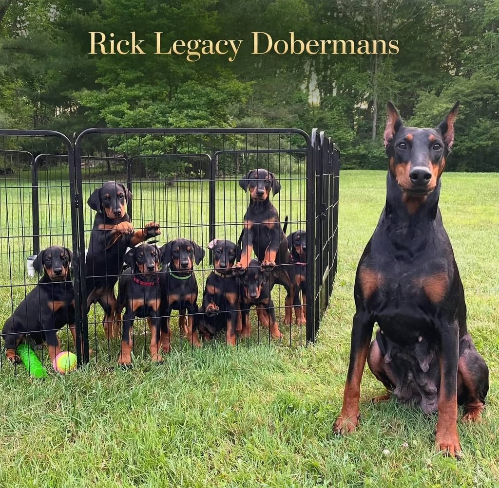 rick legacy dobermans